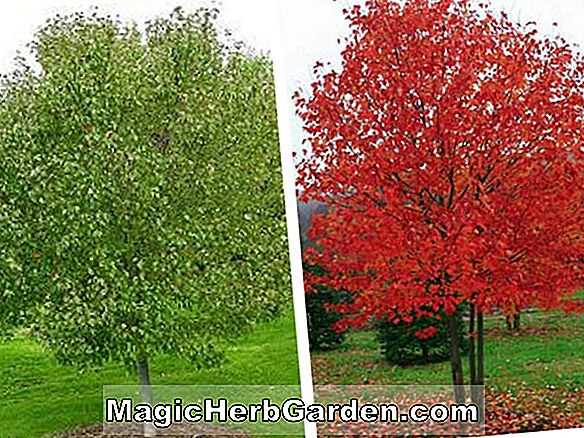 Acer rubrum (Red Sunset Red Maple)