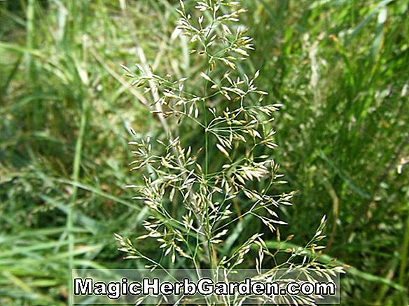 Agrostis stolonifera (Bent)