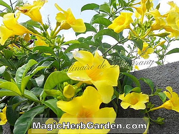 Allamanda cathartica (trompette d'or)