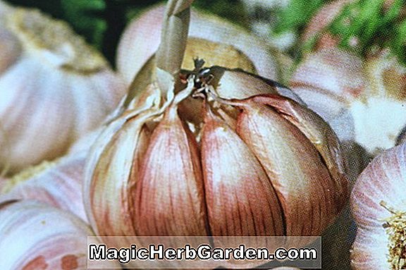 Allium sativum (ail à la rose argentée)