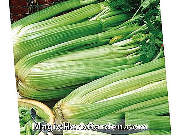 Apium graveolens (Giant Pascal Celery)