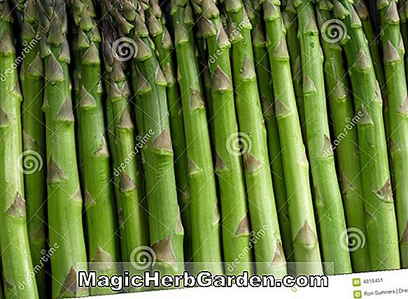 Asparagus officinalis (Asperge colossale de Connovers)