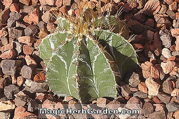 Plantes: Astrophytum ornatum (Star Cactus)