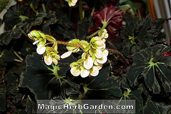 Begonia Bow Regard (Bow Regard Begonia)