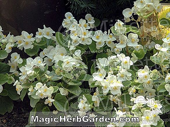 Begonia Verdo White (Bégonia blanc de Verdo) - #2