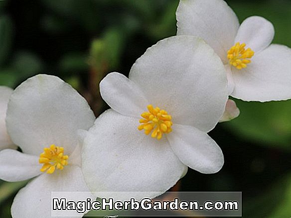 Begonia fenicis (Fenicis Begonis) - #2