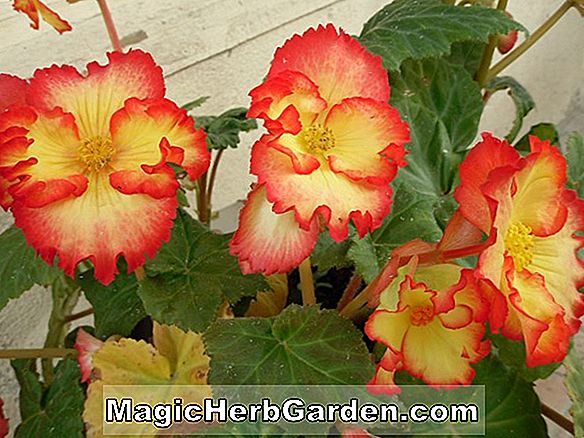 Begonia Gloire de St. Albans (Gloire de St. Albans Begonia)