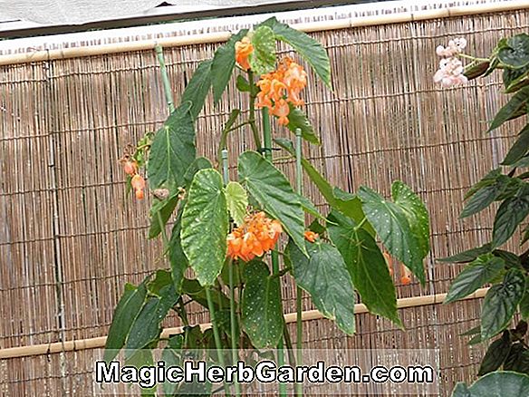 Begonia Hawaiian Freakout (bégonia hawaïen)