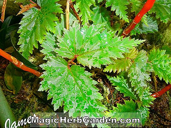 Begonia huberti (Huberti Begonia) - #2