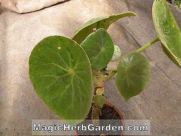 Növények: Begonia incana (Incana Begonia)