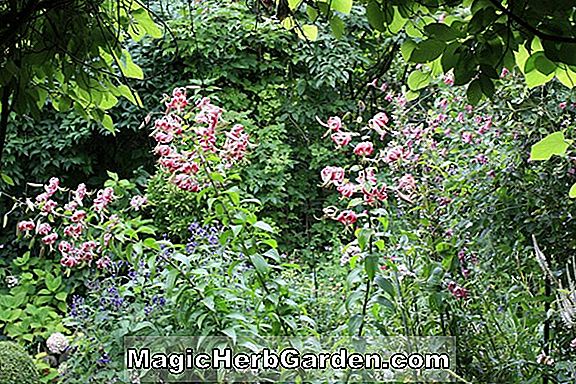 Begonia Limelight (Bégonia Limelight) - #2