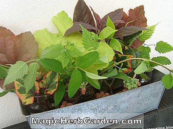 Plantes: Begonia Melisse (Melisse Begonia) - #2