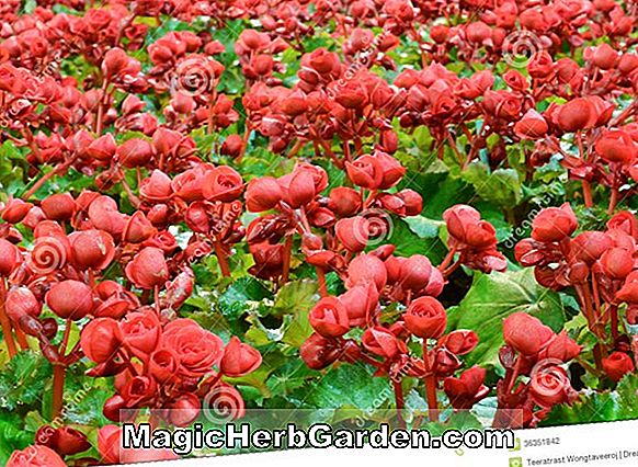 Bégonia Mr. Garden (Mr. Garden Begonia)