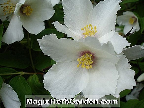 Plantes: Avalanche rose de bégonia (bégonia à avalanche rose)