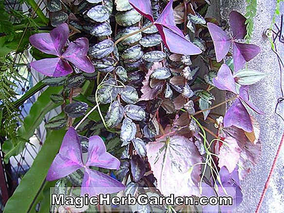 Begonia Purple Spider (Bégonia violet araignée) - #2