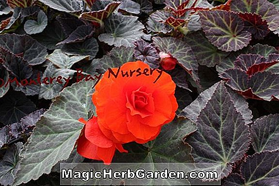 Plantes: Begonia Rose Darling (Bégonia de Rose Darling)