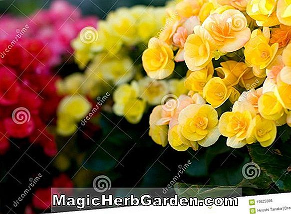 Begonia semperflorens (bégonia rose double) - #2