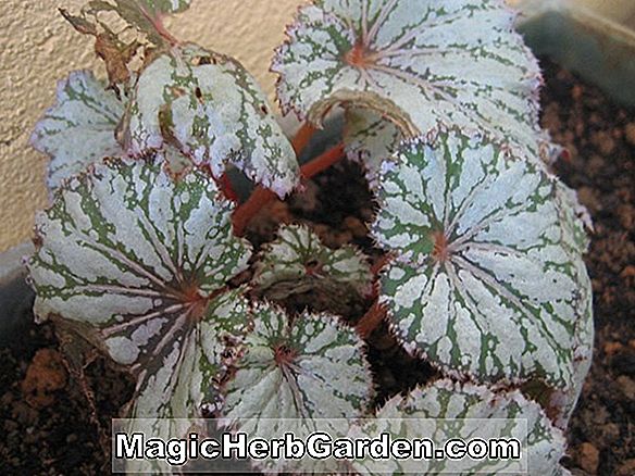Begonia Silver Queen (bégonia argenté)
