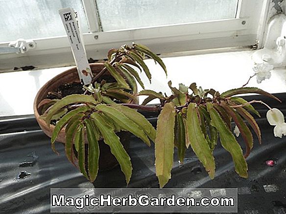 Begonia stipulacea (Begonia stipulacea) - #2