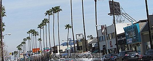 Begonia Ventura Blvd. (Ventura Blvd. Begonia) - #2