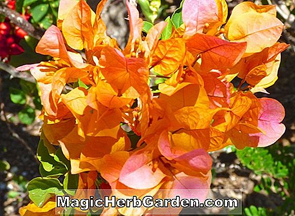 Bougainvillea buttiana (Single Pink Bougainvillea)