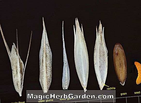 Plantes: Bouteloua curtipendula (Side-oats à l'herbe)