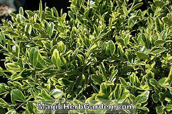 Buxus microphylla (buis compact à petites feuilles)