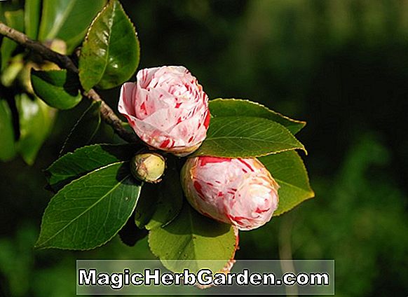 Plantes: Camélia (Brigadoon Camellia)