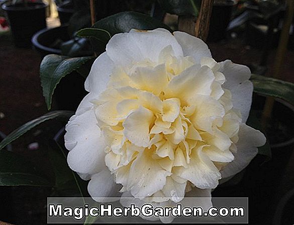 Camellia japonica (Carlotta Papudoff Camellia) - #2