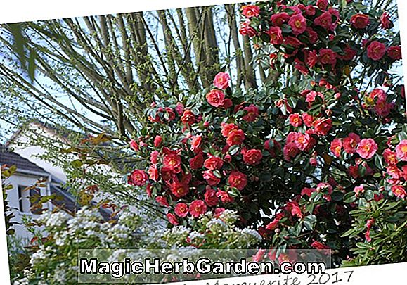 Plantes: Camellia japonica (Camellia, le cardinal de Carter)