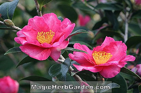 Camellia japonica (Cleopatra Nova Camellia) - #2