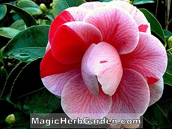 Camellia japonica (camélia panaché de Dixie Knight) - #2
