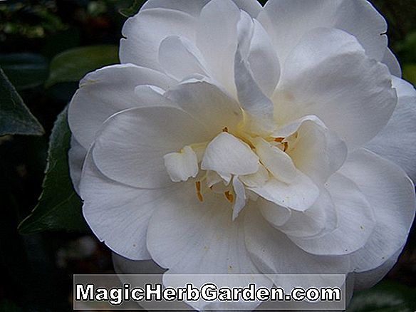 Plantes: Camellia japonica (Doris Hirst Camellia) - #2