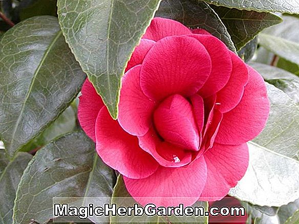 Camellia japonica (Camellia de Braise)