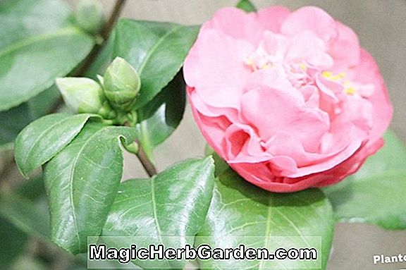 Camellia japonica (Camélia de sport)