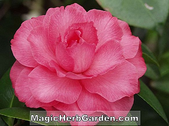 Camellia japonica (Camellia Rouge Tock Tock)