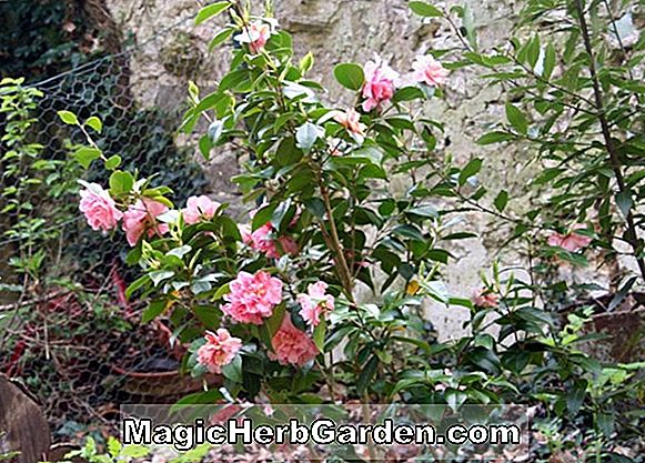 Camellia japonica (bonheur camélia)