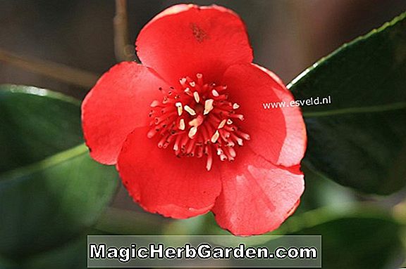 Camellia japonica (angol magnoliiflora camellia)