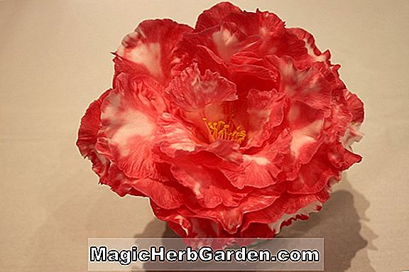 Camellia japonica (Helen Bower Camellia) - #2