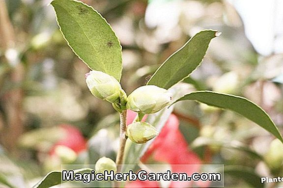 Plantes: Camellia japonica (Camélia Taille Homme) - #2