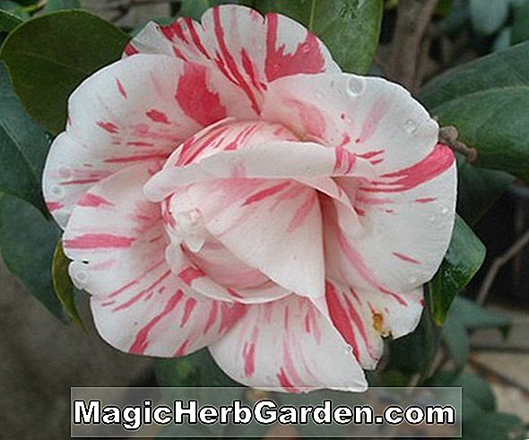 Camellia japonica (monstruoso rubra camellia) - #2