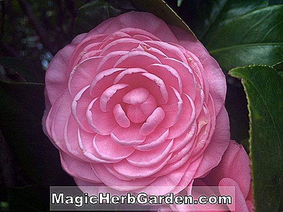 Camellia japonica (pureté camélia) - #2