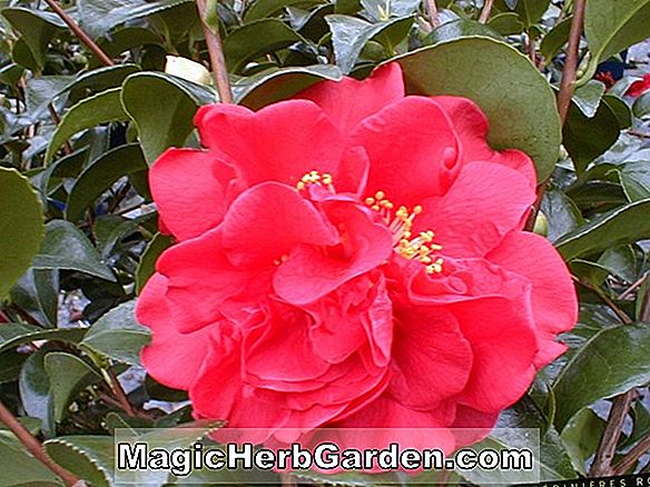 Camellia japonica (Tom Knudsen Camellia)