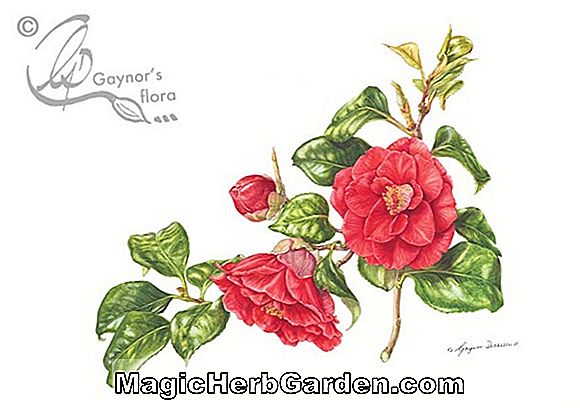 Plantes: Camellia japonica (Ace High Camellia) - #2