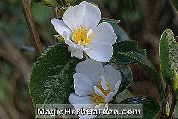 Camellia kissii (Camélia Deux Marthas)