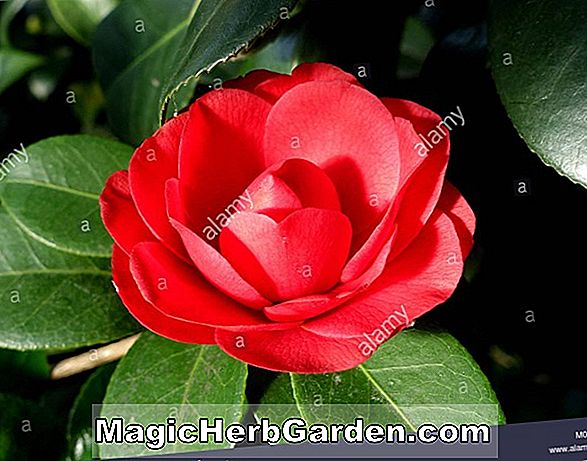 Camellia reticulata (Shot Silk Camellia) - #2