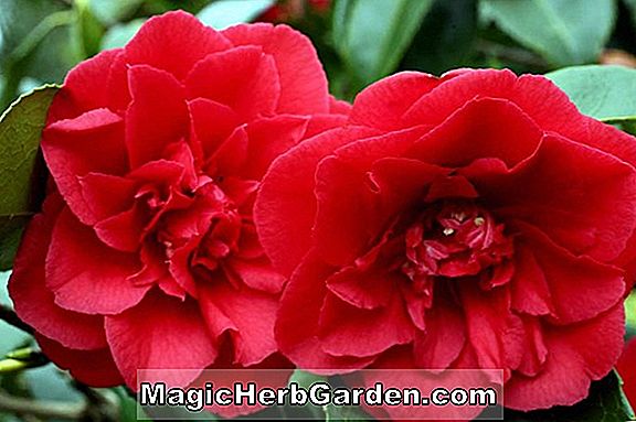 Camellia reticulata (Miss Tulare Camellia) - #2