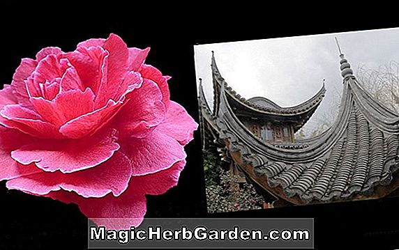 Plantes: Camellia reticulata (Zhang Jiahong Camellia) - #2