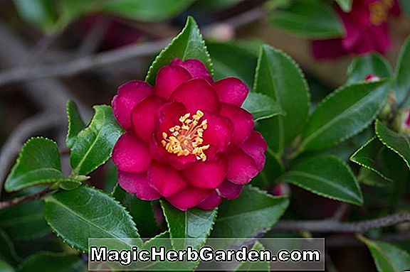 Camellia sasanqua (álmodozó Camellia) - #2