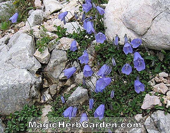 Campanula arvatica (Arvatica Campanula) - #2